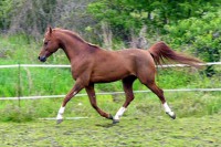 /album/galerie-de-photos-pedigree/a292894-250913518263119-5293472-n-jpg/