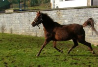 /album/galerie-de-photos-pedigree/a262526-250914364929701-6490279-n-jpg/