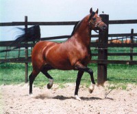 /album/galerie-de-photos-pedigree/a292734-250916754929462-197608-n-jpg/