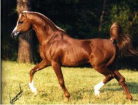 /album/galerie-de-photos-pedigree/a294259-250983578256113-6476453-n-jpg/