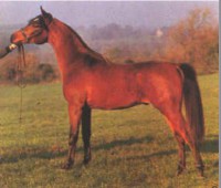 /album/galerie-de-photos-pedigree/a540348-404948582859611-1894078786-n-jpg/