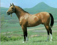 /album/galerie-de-photos-pedigree/a577851-404946382859831-1163334183-n-jpg/