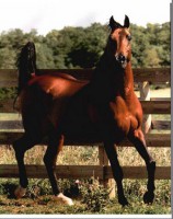 /album/galerie-de-photos-pedigree/a294259-250983574922780-2380382-n-jpg/