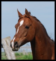 /album/hafis-arabian/dsc-0161-jpg/