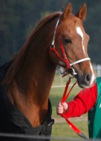 /album/hafis-arabian/a935259-10201122331361870-588219718-n-jpg/