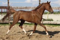 /album/hafis-arabian/img-6063-jpg/