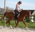 /album/dressage/img-5465-jpg/